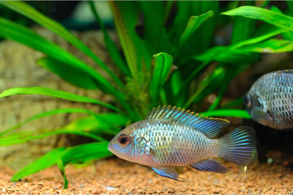 Electric Blue Acara