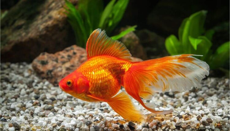 How Often Do You Feed Goldfish