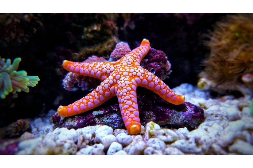 What do Starfish Eat