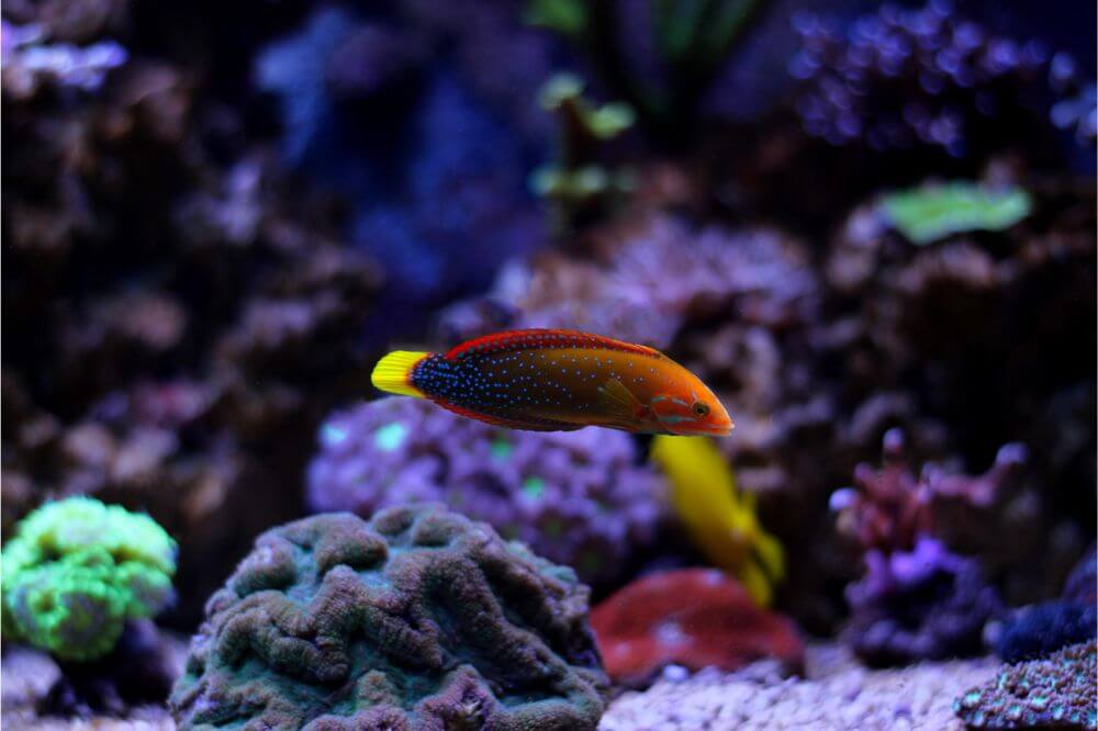 A Guide on the Red Coris Wrasse