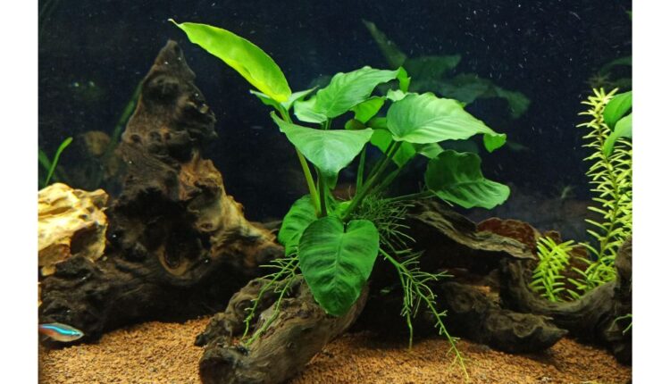 Best Aquarium Substrate for Plants