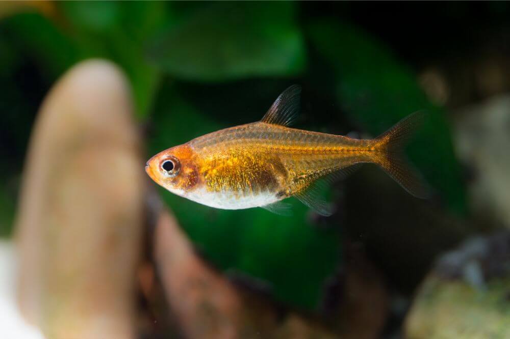 Ember Tetra