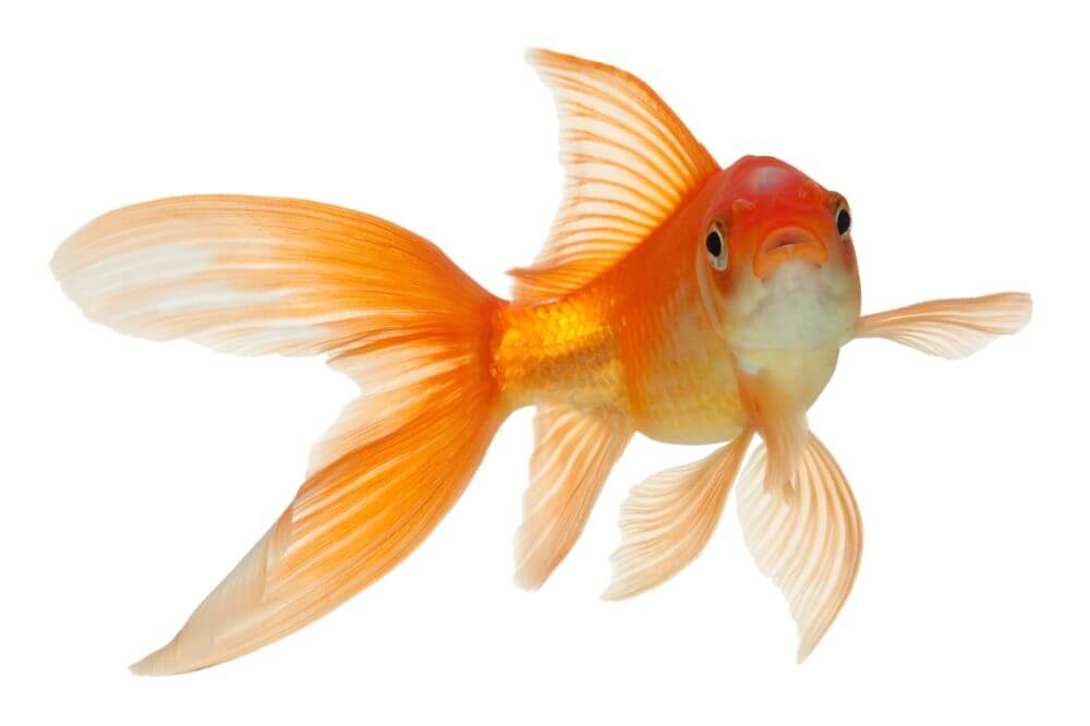 How Long do Goldfish Live