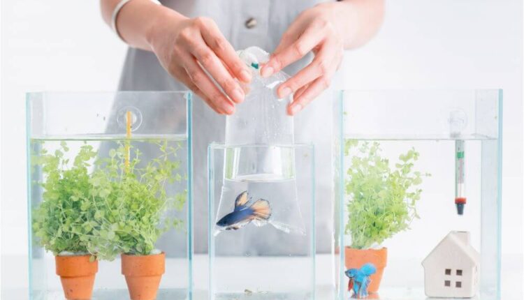 How to Set Up a Fish Tank