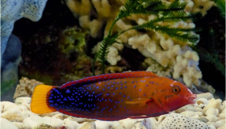 A Guide on the Red Coris Wrasse