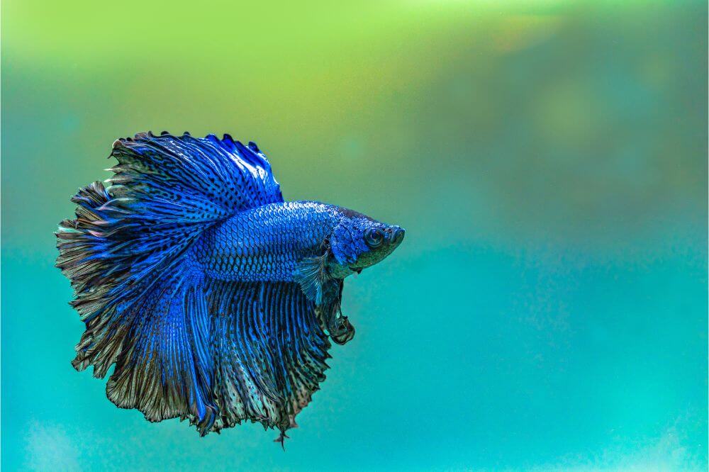 What Do Betta Fish Eat? - Fish Informer