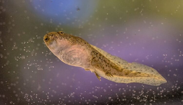 Are tadpoles a healthy snack for fish