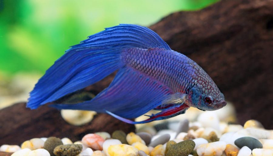 Do Fish Have Tongues? Fish Informer