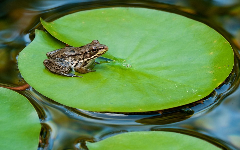 Do Frogs Eat Fish? (Frogs in Backyard Ponds) - Fish Informer