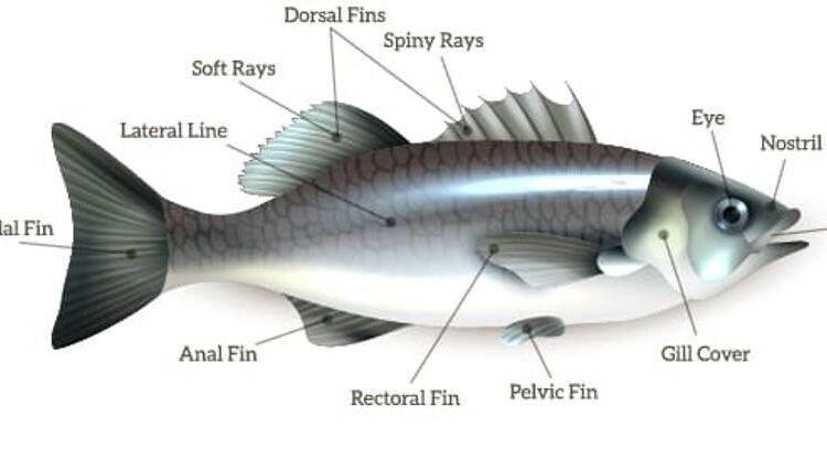 fish structure