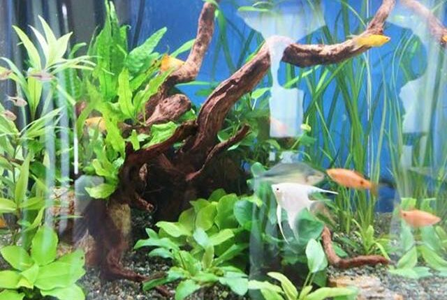 variety of Anubias