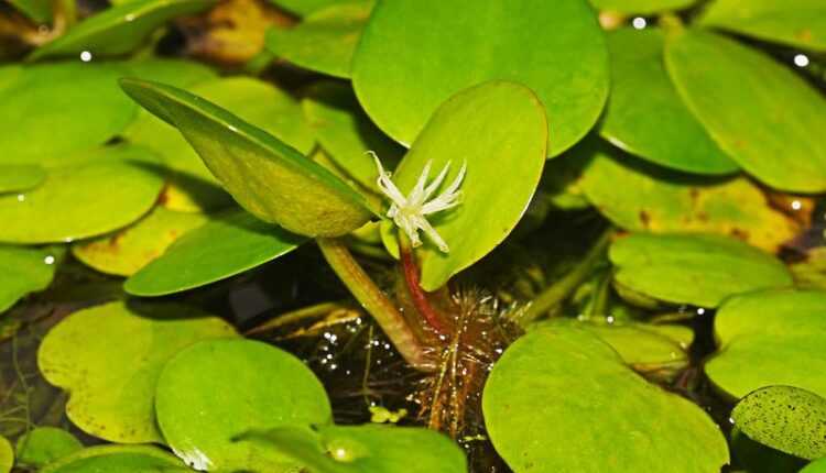 Amazon Frogbit