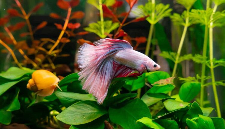 Best Plants For Betta Fish Tanks