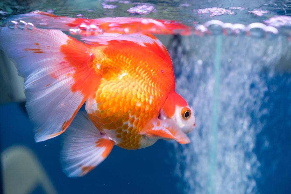 Can a fish drown