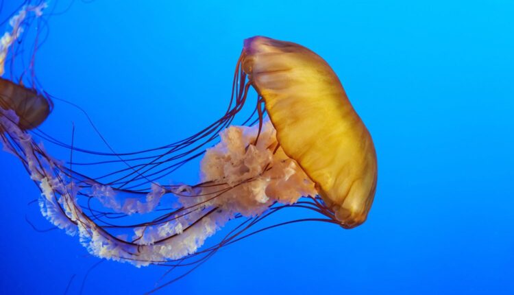 How Do Jellyfish Eat