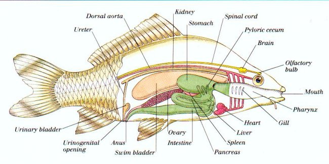 Inner Workings Of A Fish
