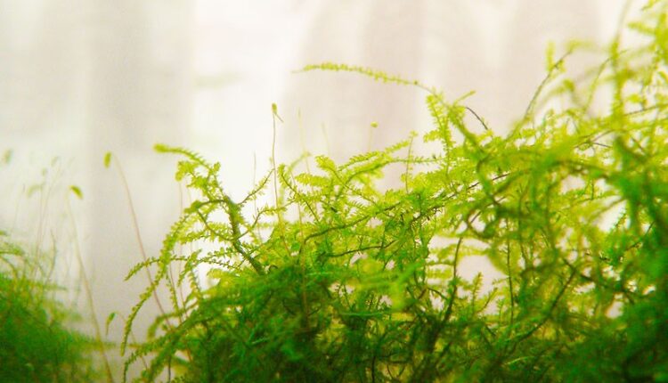 Java Moss