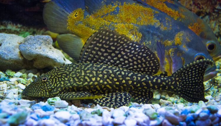 Sailfin Pleco