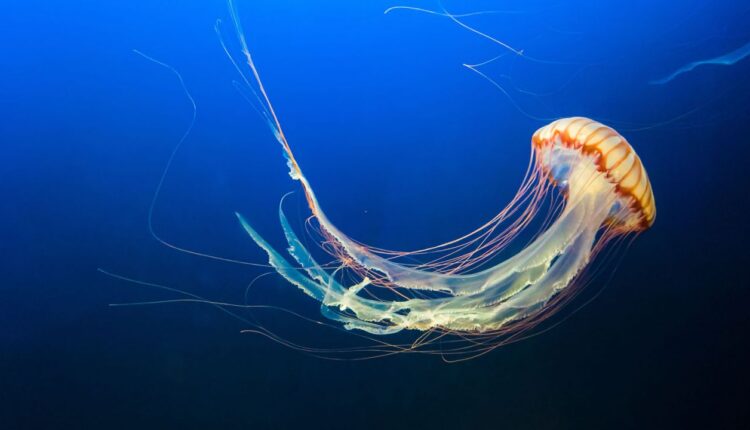 jellyfish stinging thread