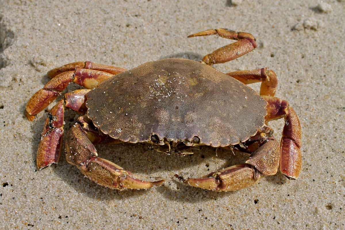 What Do Crabs Eat In The Tank? 10+ Food You Need To Know - Fish Informer