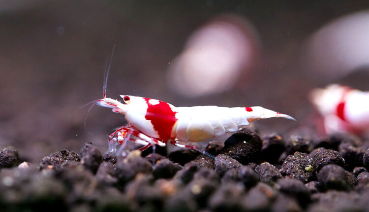 About Crystal Red Shrimp