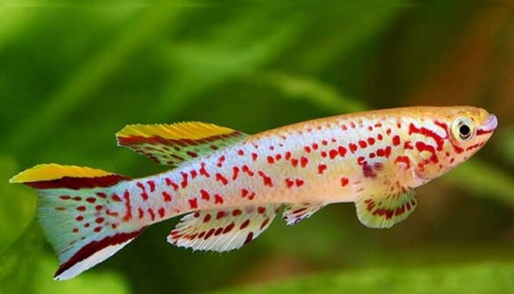 Killifish Overview