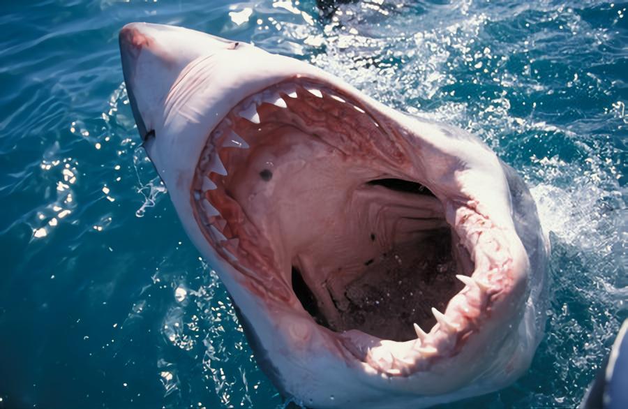 Do Sharks Have Tongues? The Answer Might Surprise You - Fish Informer