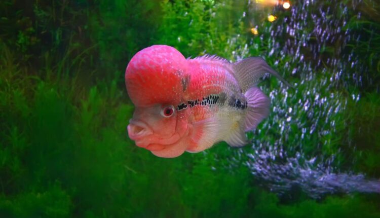 Flowerhorn Cichlid Overview