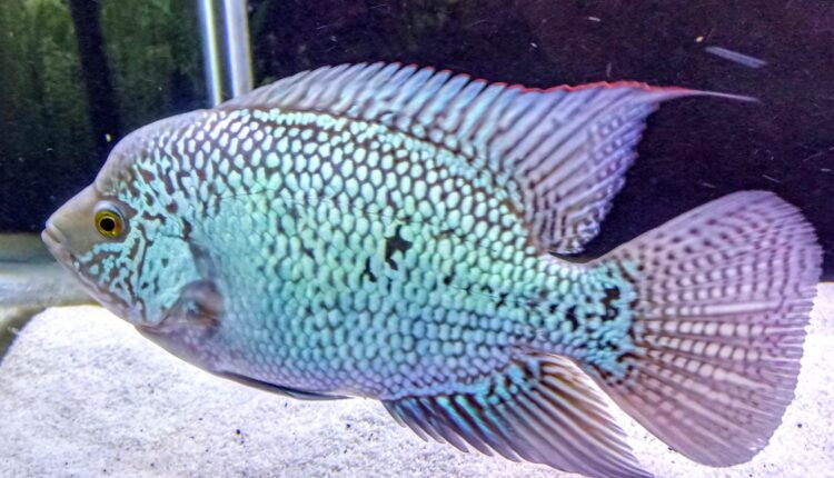 Kamfa Flowerhorn