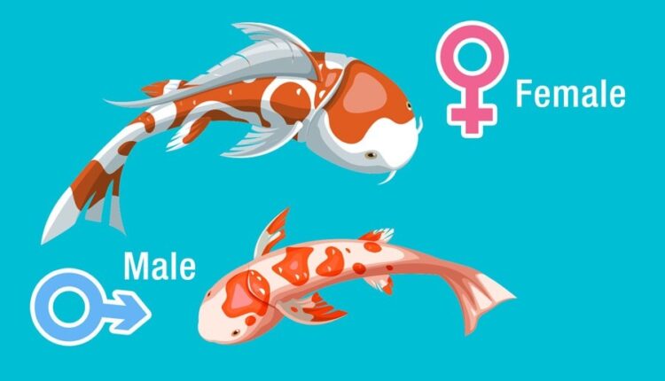 The Difference Between Male And Female Fish
