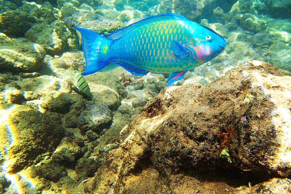 Parrotfish Nutrition and Diet