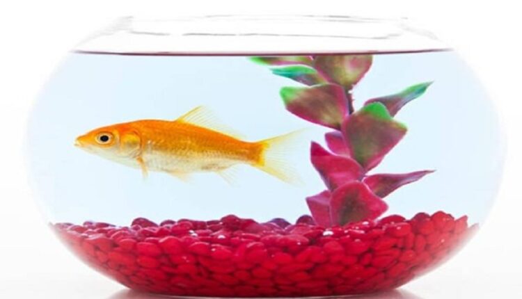 Can A Fish Live In A Bowl