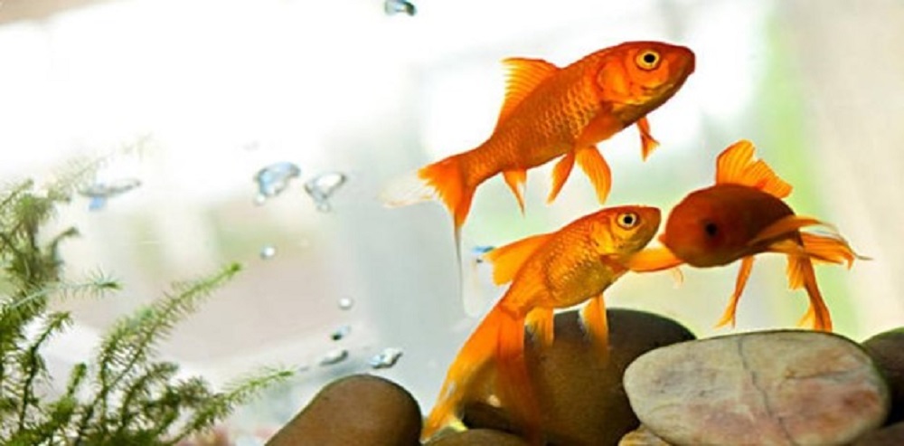 Can My Fish Recognize Me