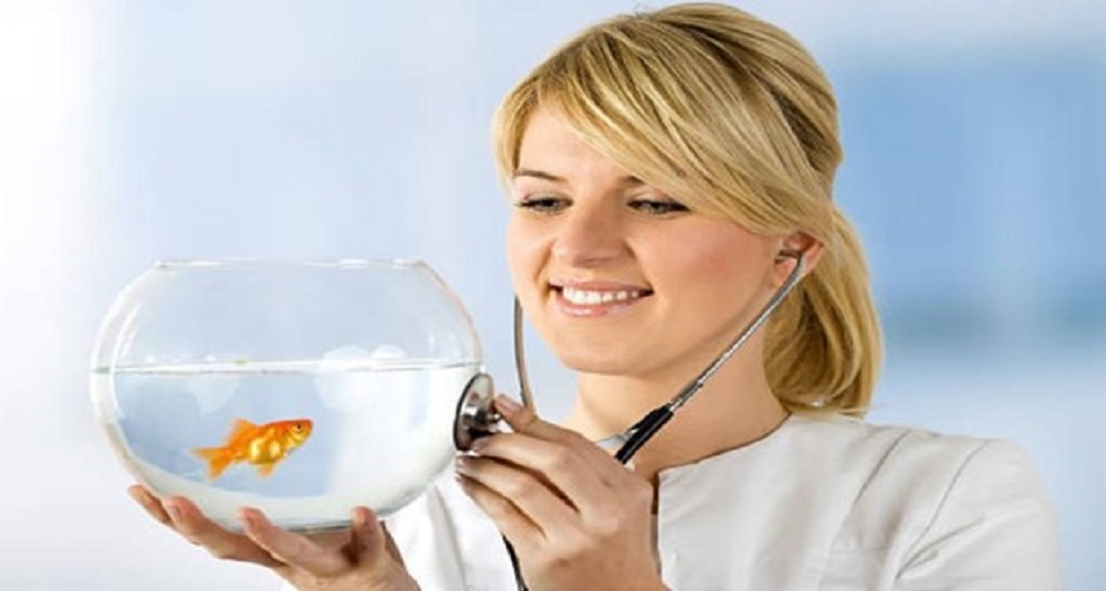 Does Swim Bladder Help Fish in Hearing