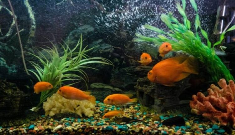 Is It Okay To Have Multiple Fish Tank Filters