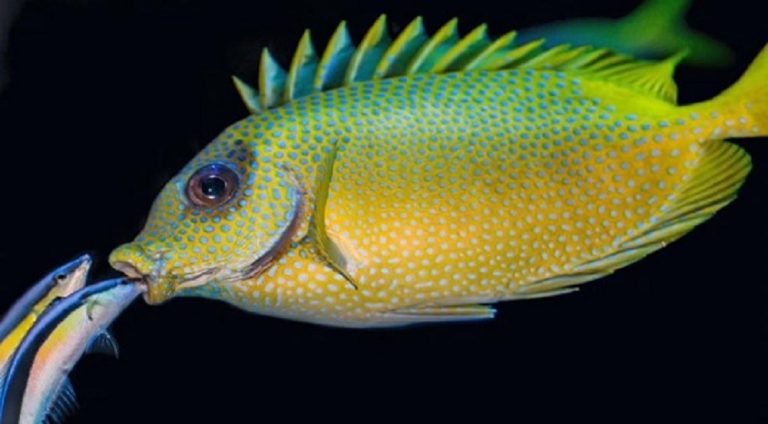 how-do-fish-reproduce-shocking-facts-you-must-know