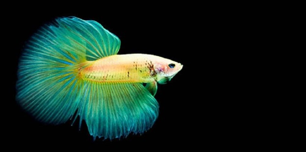 Types of Betta Fish Medication