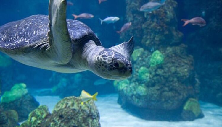 What Fish Can Live With Turtles