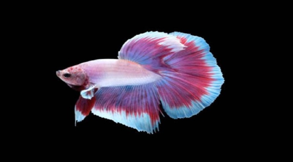 What to Do When Betta Fish Is Swimming Sideways