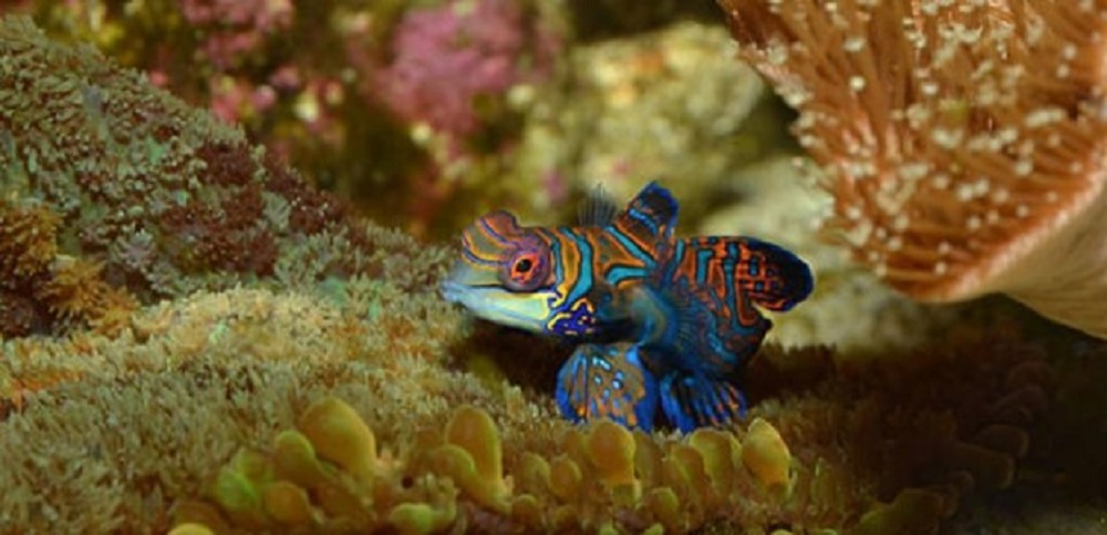 Which Saltwater Fish Are the Most Colorful Ones