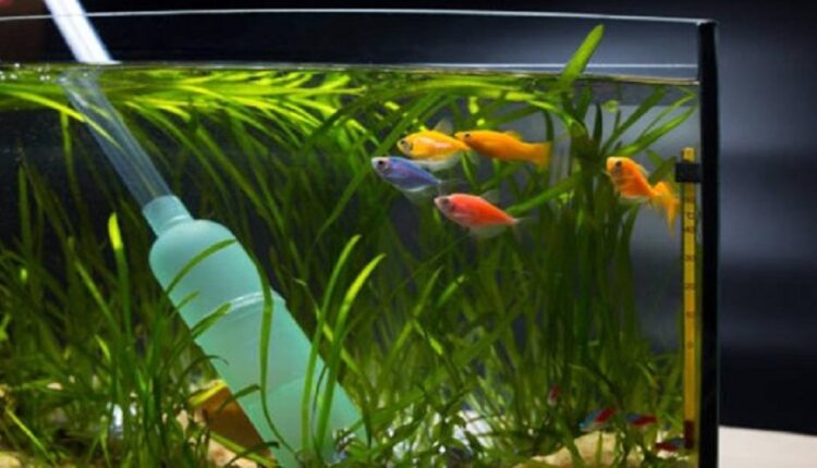 Why Are Fish At The Top Of Tank