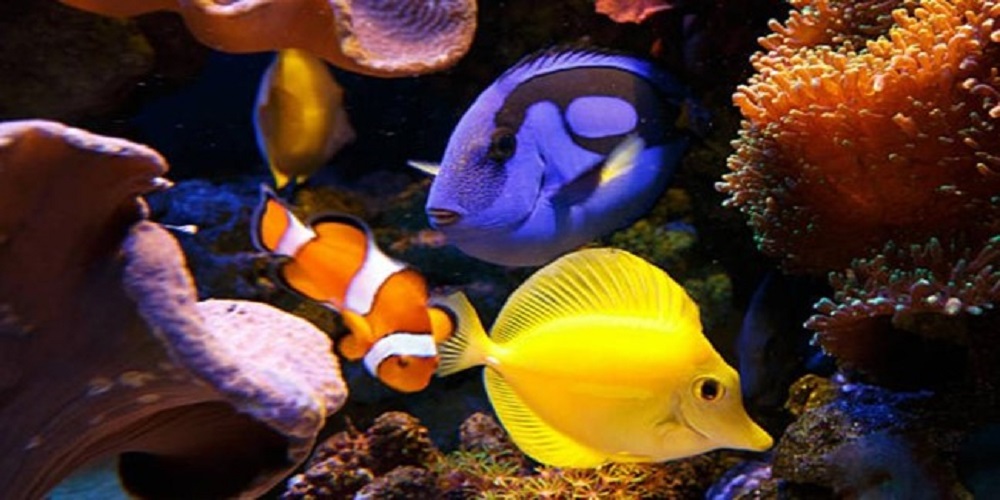Why Are Fish Colorful