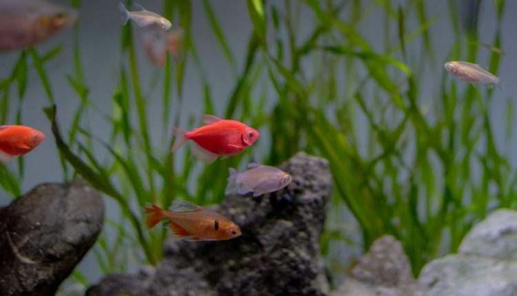 Can Glofish Mate with Non-Genetically Modified Fish