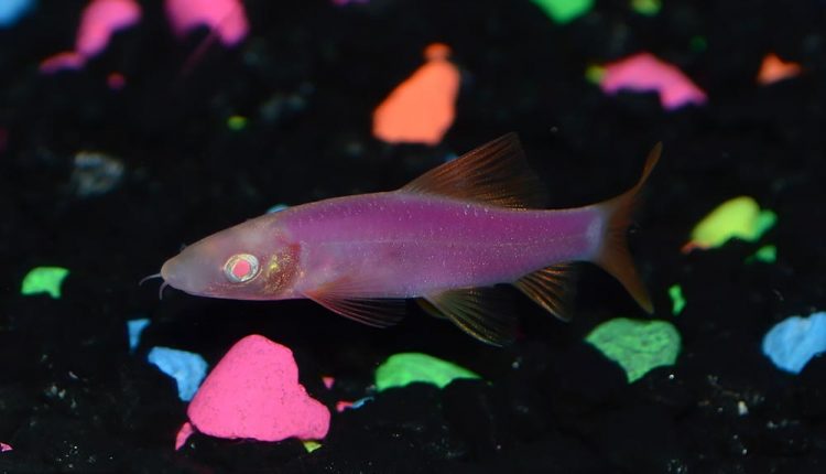 Glofish Sharks